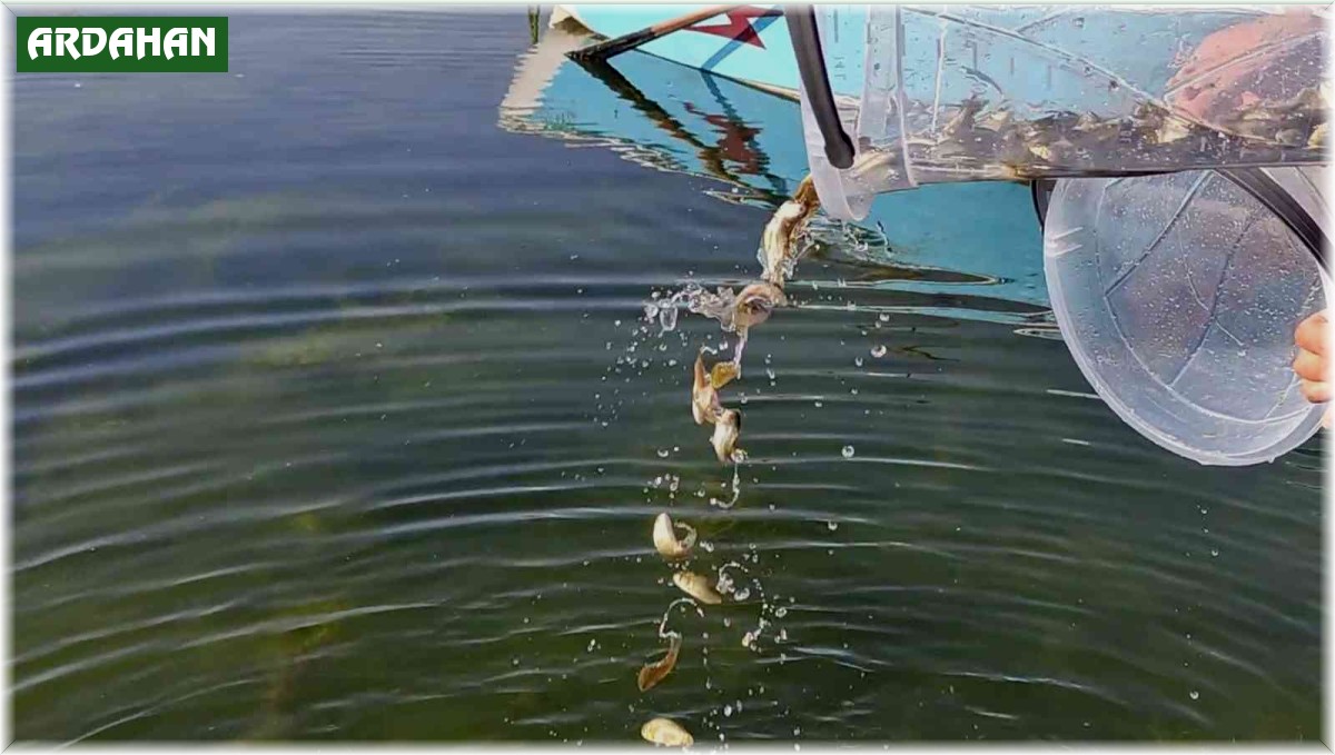 Ardahan'daki göl ve göletlere 1 milyon 589 bin yavru sazan balığı bırakıldı