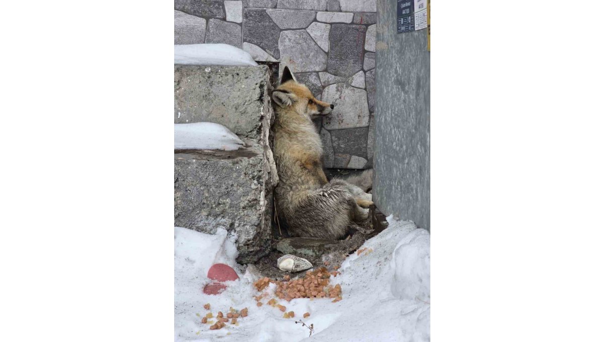 Ardahan'ın Damal ilçesinde yaralanan tilkiye belediye başkanı sahip çıktı