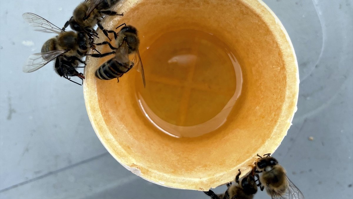 Ardahan'ın tescilli çiçek balı festivalde tanıtıldı