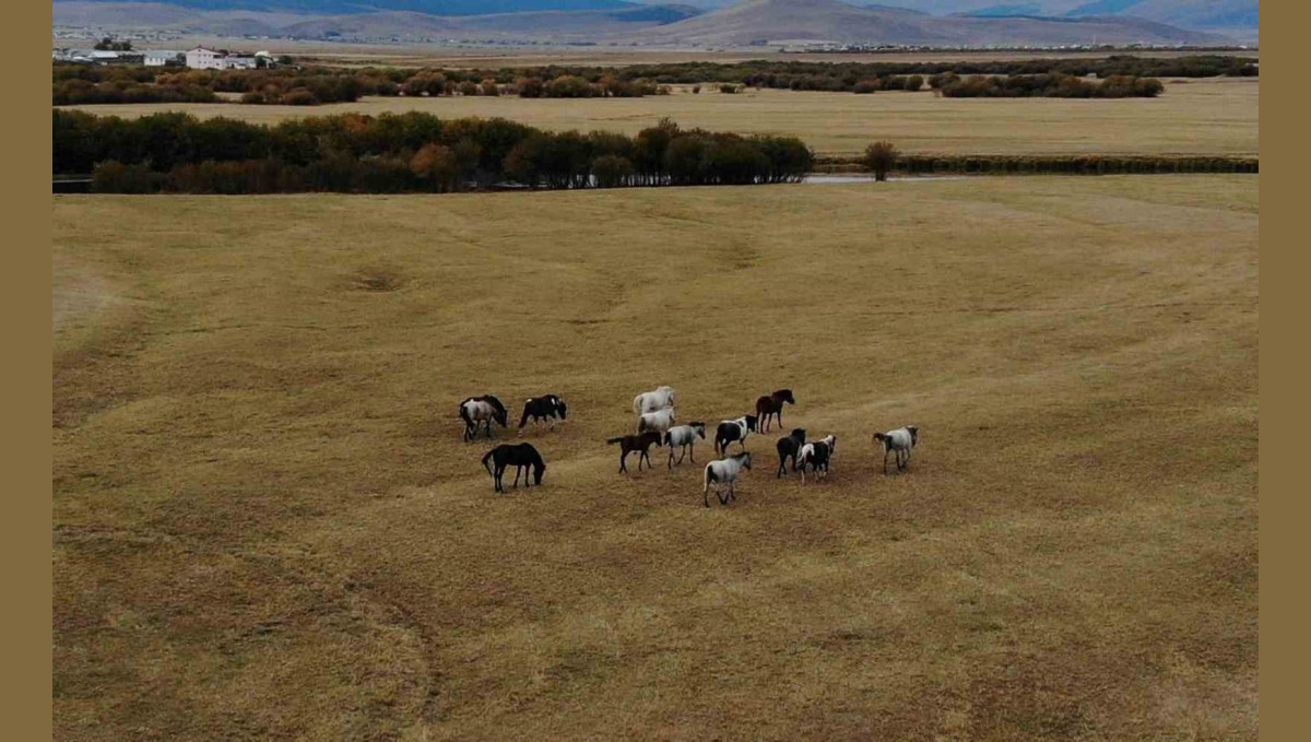 Ardahan'ın vahşi güzelliği: Yılkı atları dron ile görüntülendi