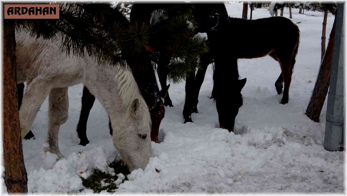 Ardahan'ın yılkı atları kışın özgür, yazın sahipli