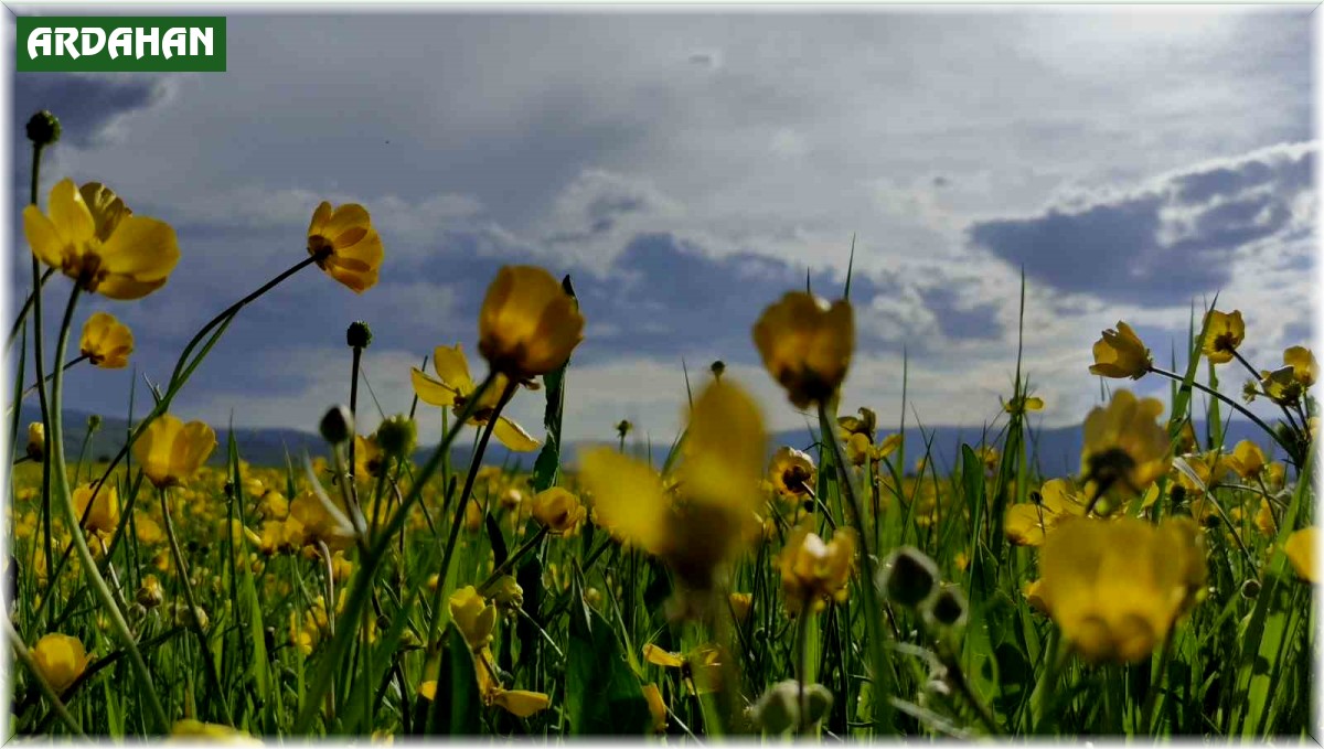 Ardahan ovası sarıya boyandı