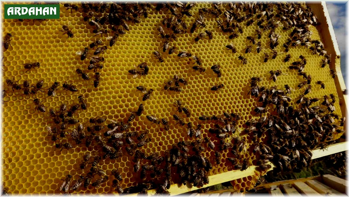 Ardahanlı arıcıların bal hasadı devam ediyor