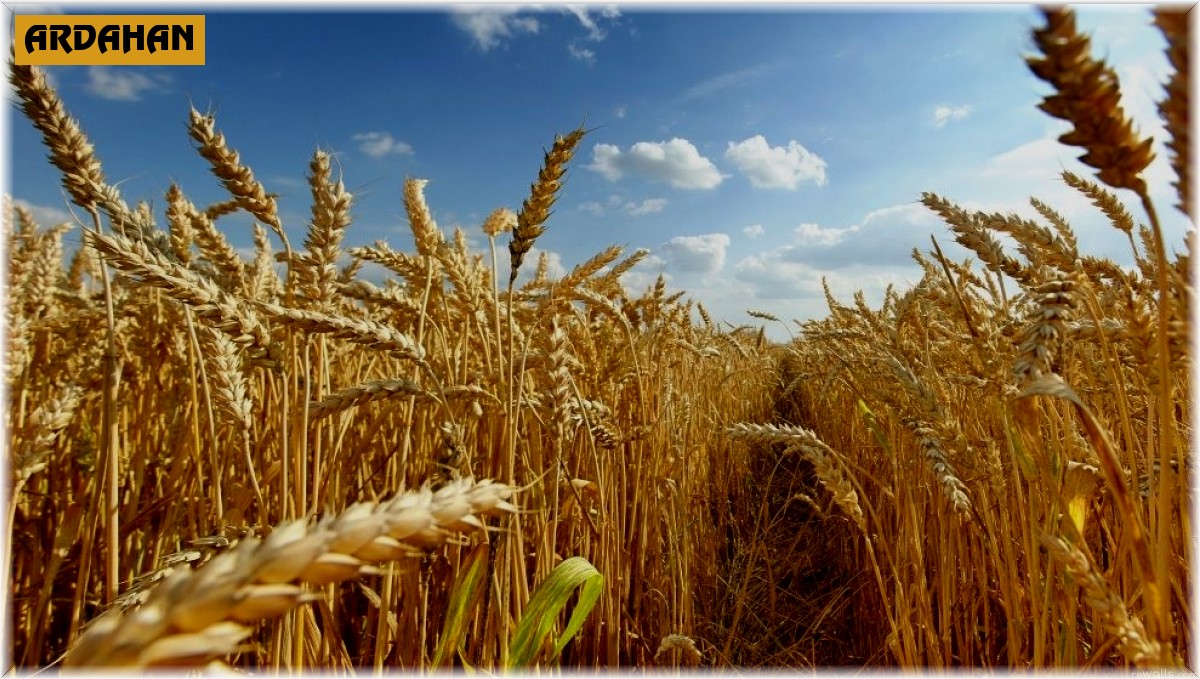 Ardahanlı üreticilere müjde, destek ödemeleri başladı