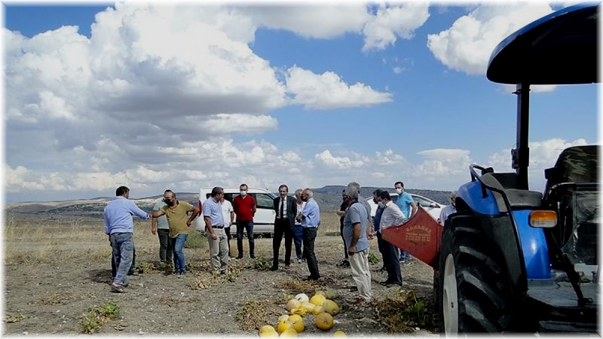 Arguvan'da çerezlik kabak hasadına başlandı