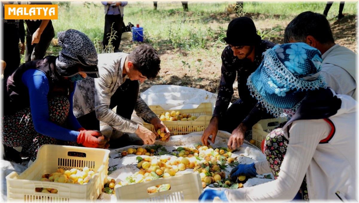 Arguvan'da kayısı hasadı devam ediyor