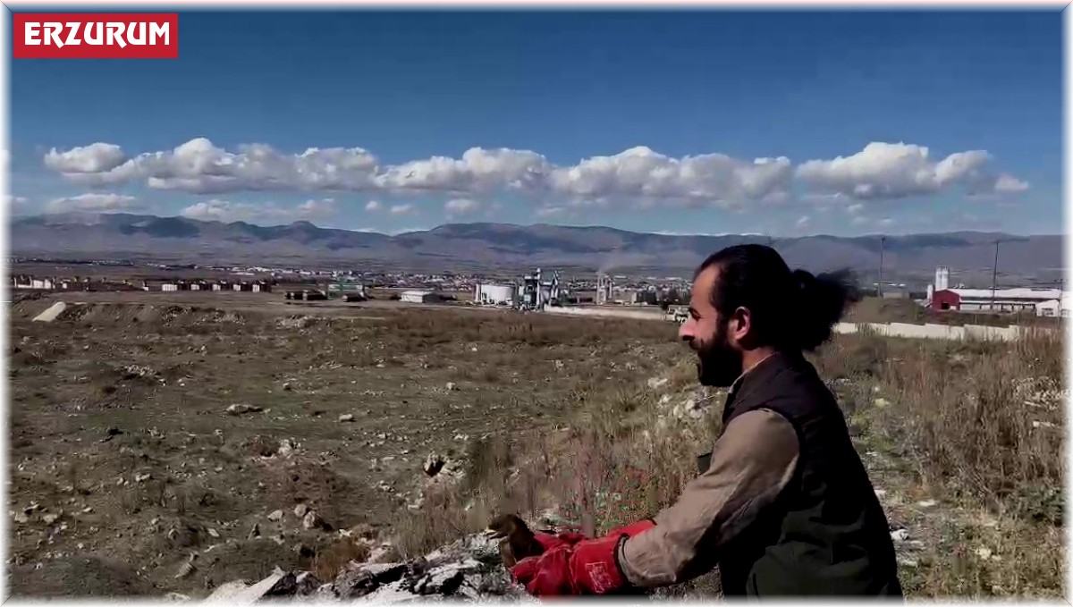 Arı şahini özgürlüğüne kavuştu