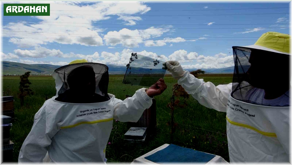 Arı zehrinin fiyatı dudak uçuklatıyor