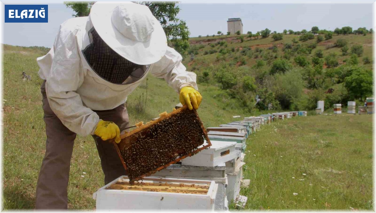 Arıcılar baharda da umduğunu bulamadı, yağışlar bal verimini düşürdü