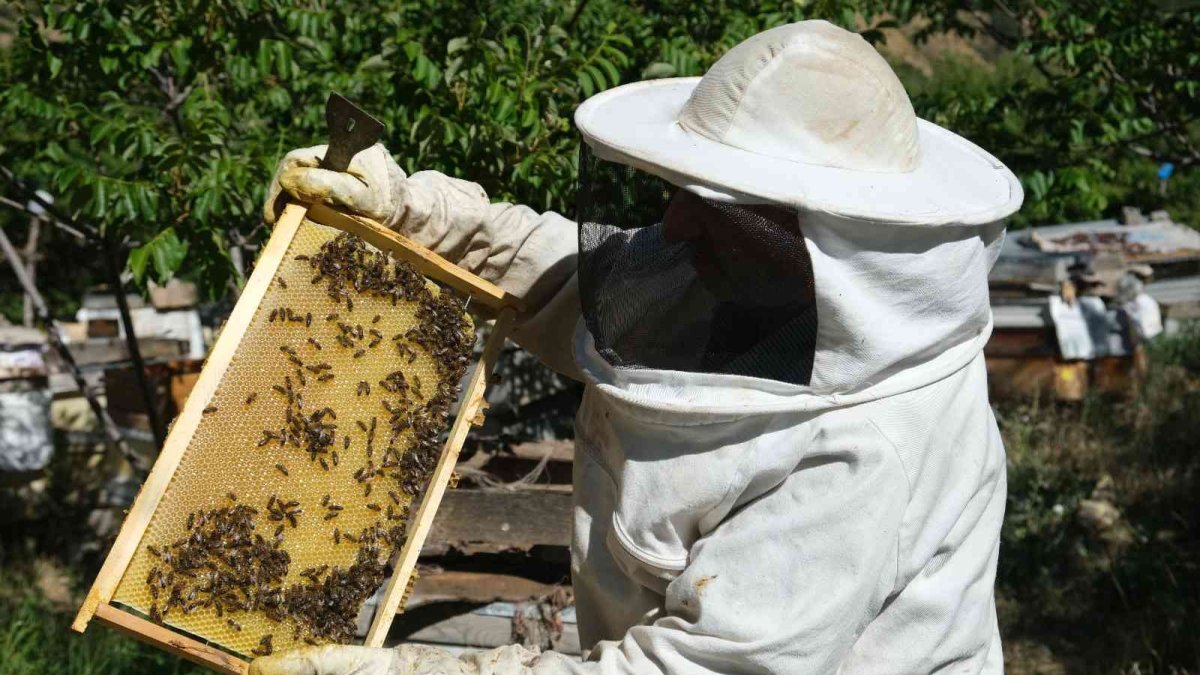 Arıcılar hasat için gün sayıyor