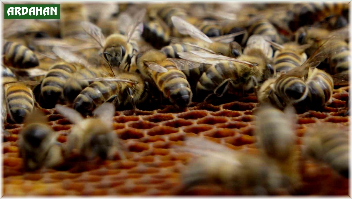 Arıcılar tedirgin: Sağanak yağışlar bal verimini olumsuz etkiliyor