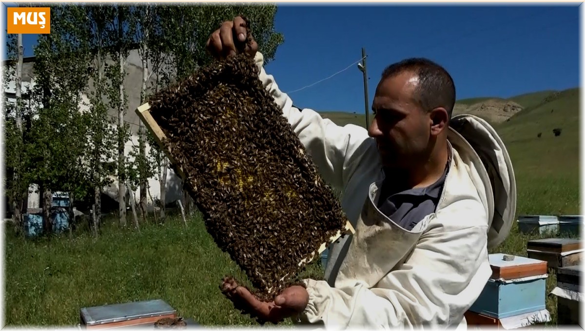 Arıcılıkta oğul toplama dönemi başladı