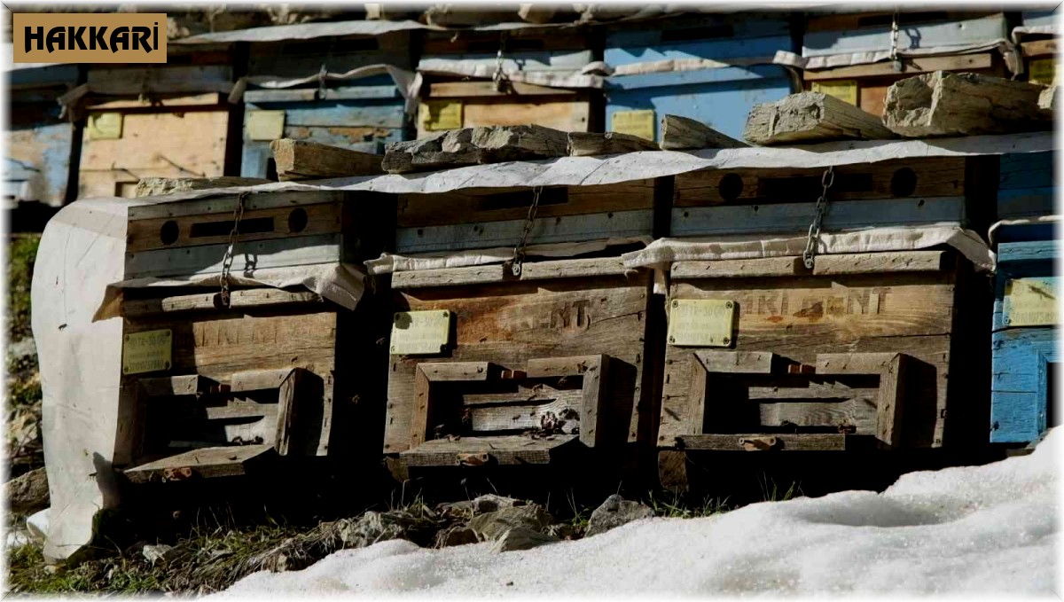 Arılar mevsimi şaşırdı