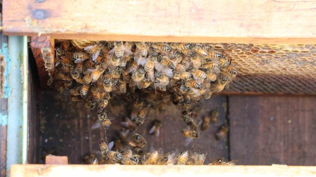 Arılar yıllar sonra ilk defa kış uykusuna erken yattı