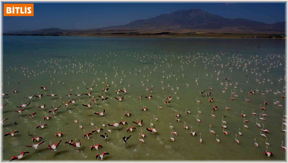 Arin Gölü'nde flamingoların görsel şöleni