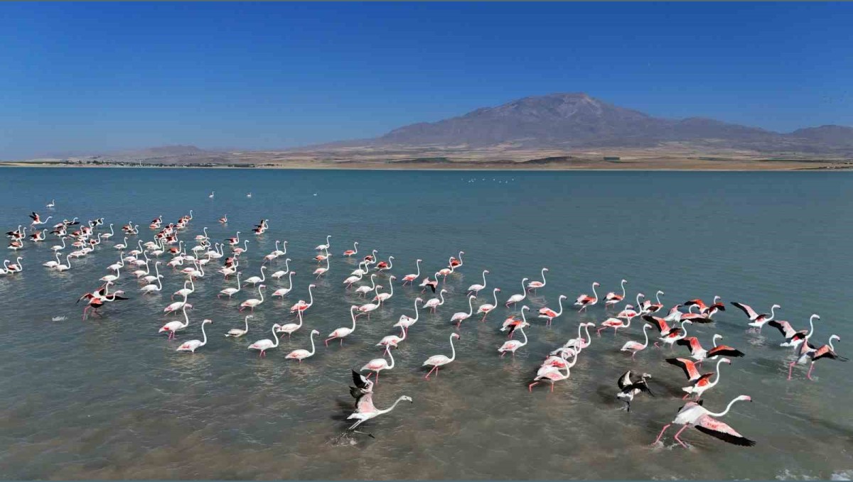 Arin Gölü'nde flamingoların Süphan Dağı eşliğinde mest eden dansı