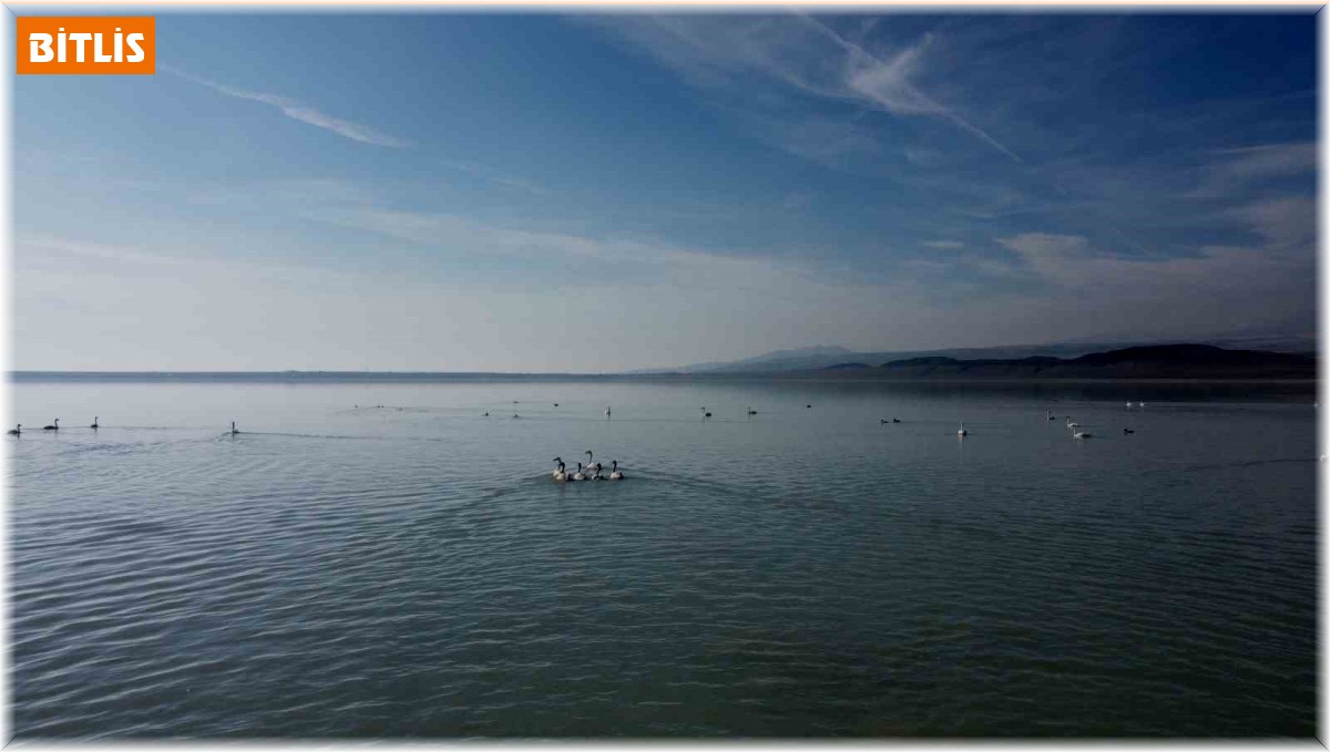 Arin Gölü'ndeki flamingolar yerini ötücü kuğulara bıraktı