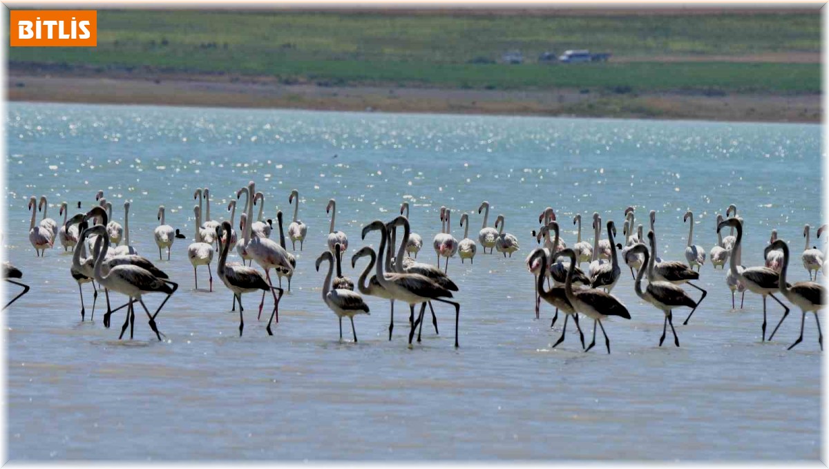 Arin Gölü'ndeki rengarenk flamingolar görenleri mest ediyor