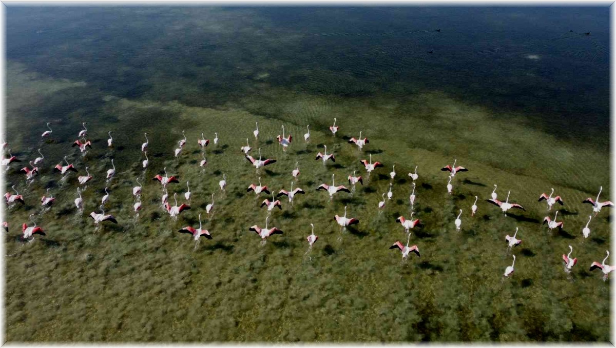 Arin Gölü'nün renkli misafirleri