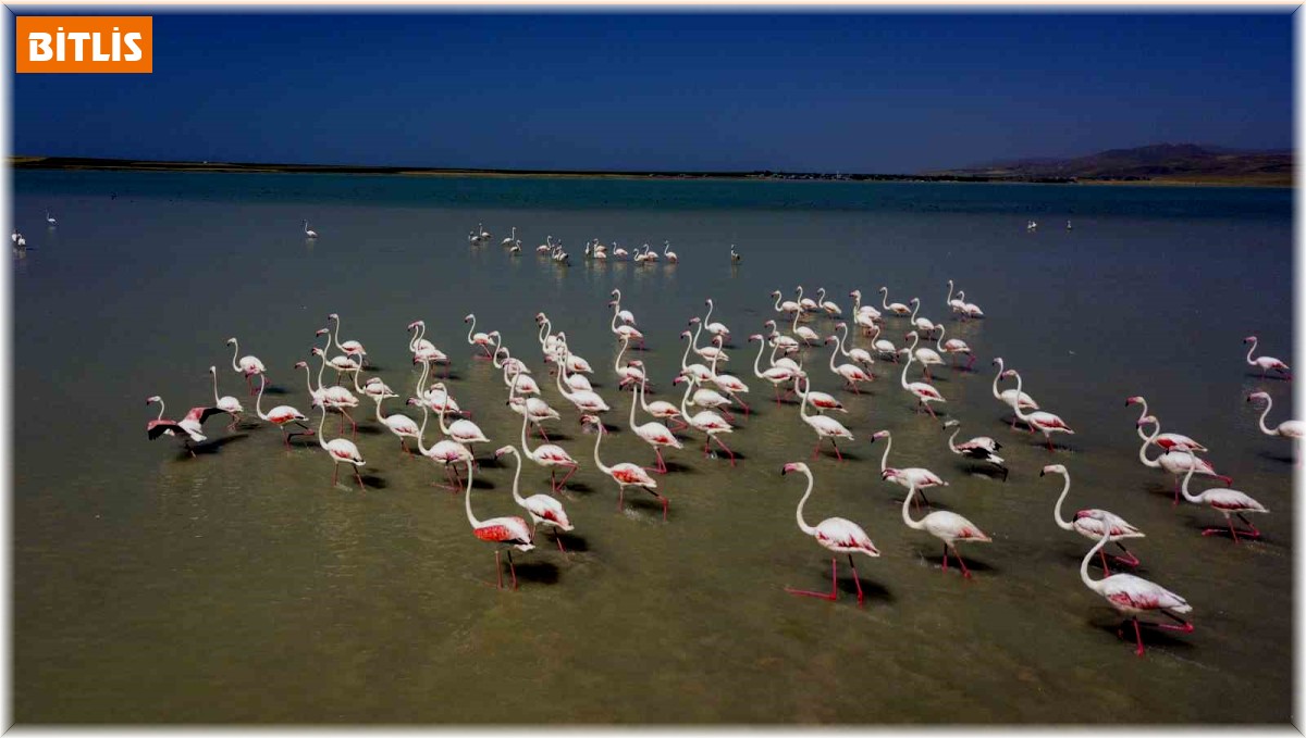 Arin Gölü'nün renkli misafirleri