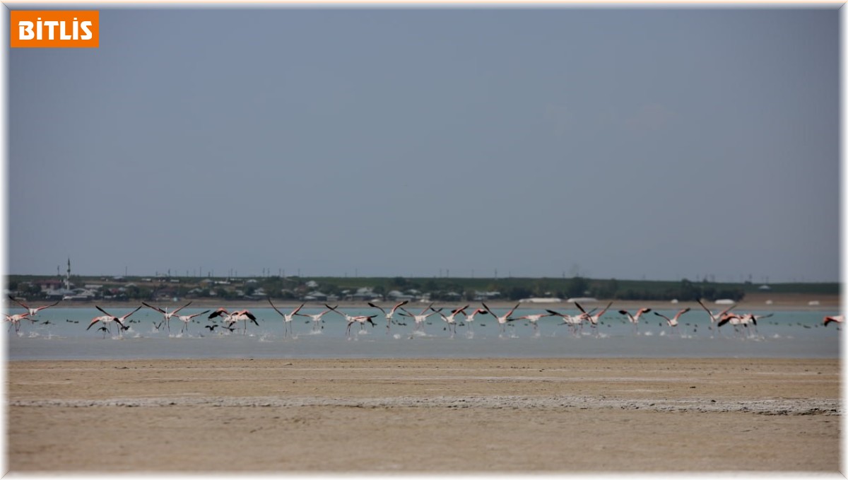 Arin Gölü'nün renkli misafirleri çevredeki vatandaşların ilgi odağı oldu