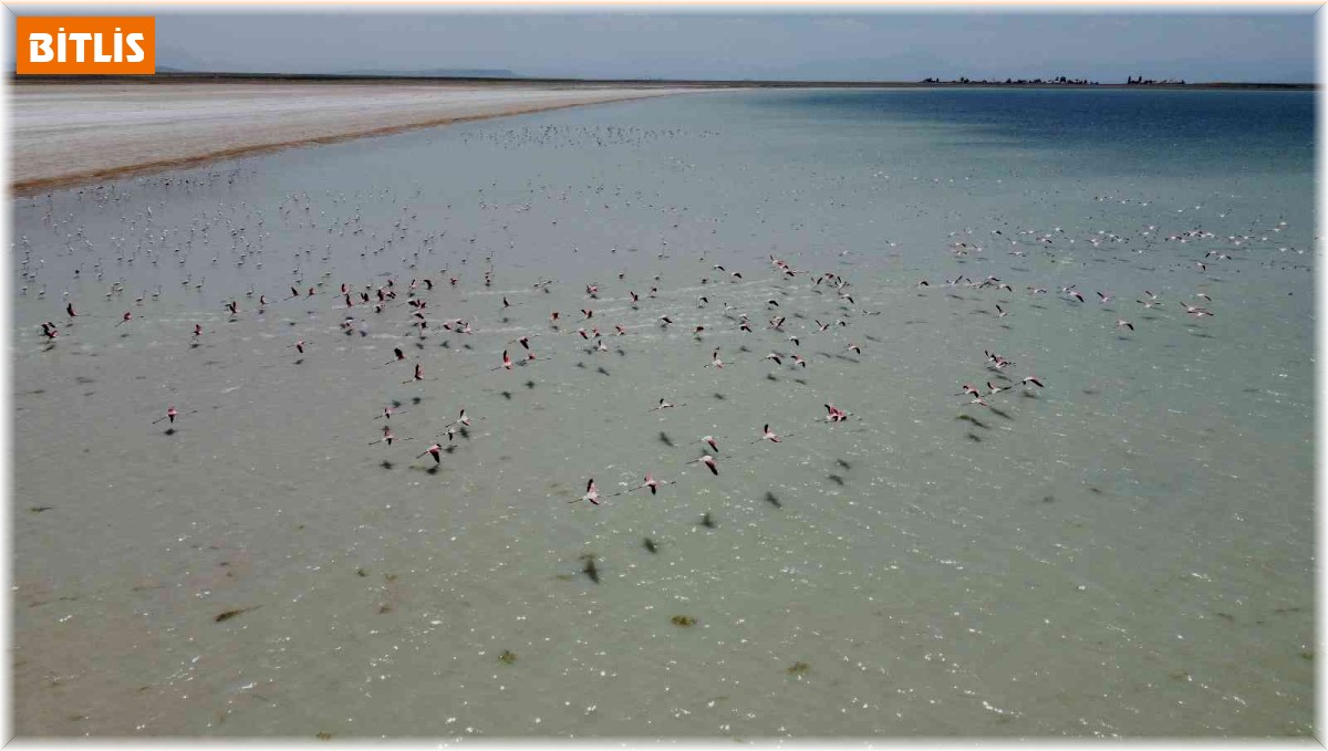 Arin Gölü'nün renkli misafirlerine büyük ilgi