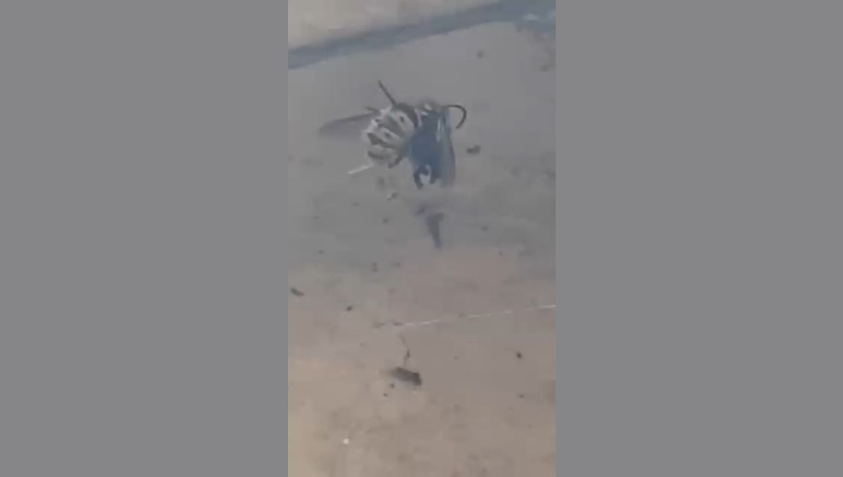 Arıyı ağına düşürüp etrafını sardı