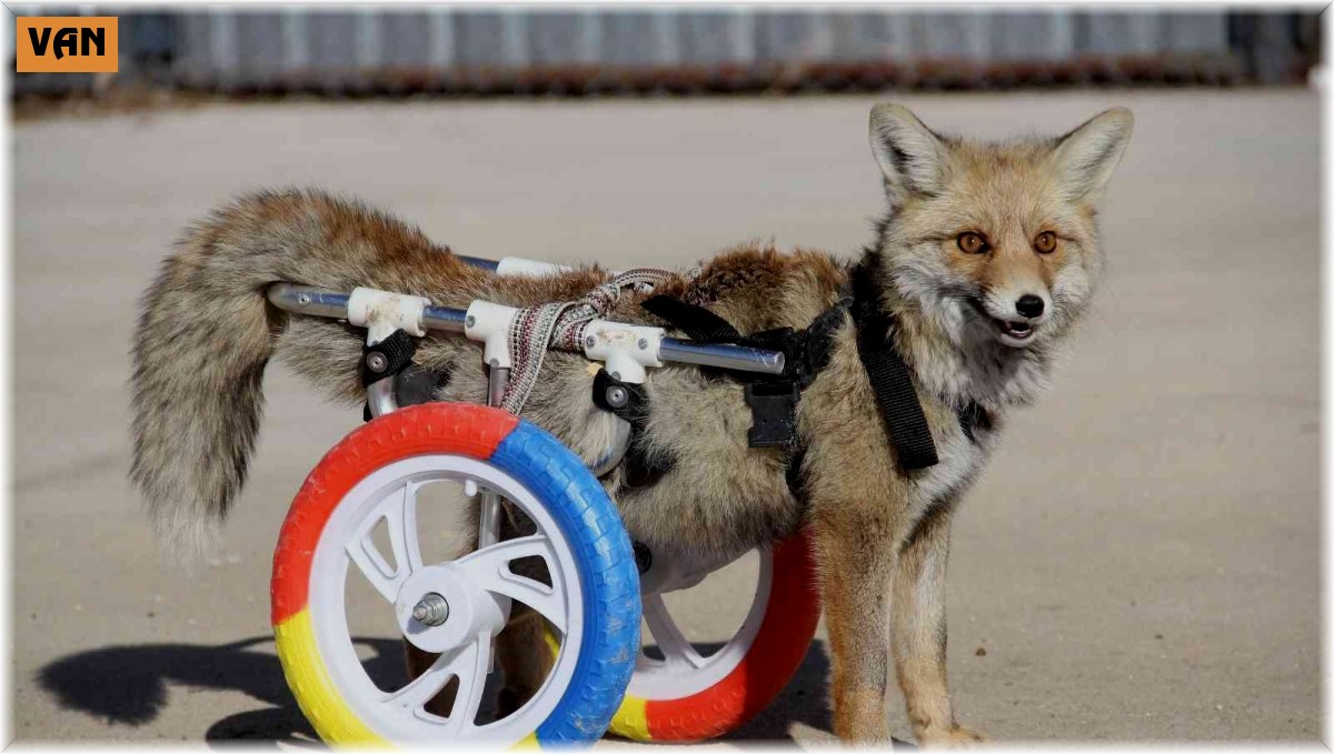 Arka bacakları felçli tilkiye protez takıldı