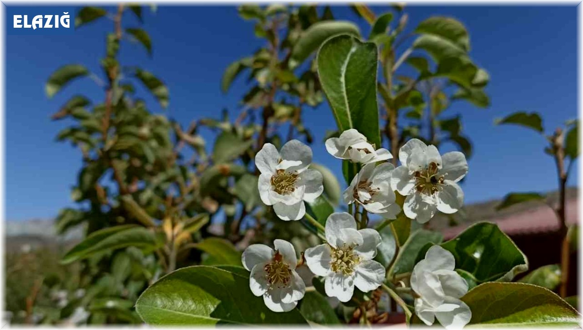 Armut ağacı sonbaharda çiçek açtı