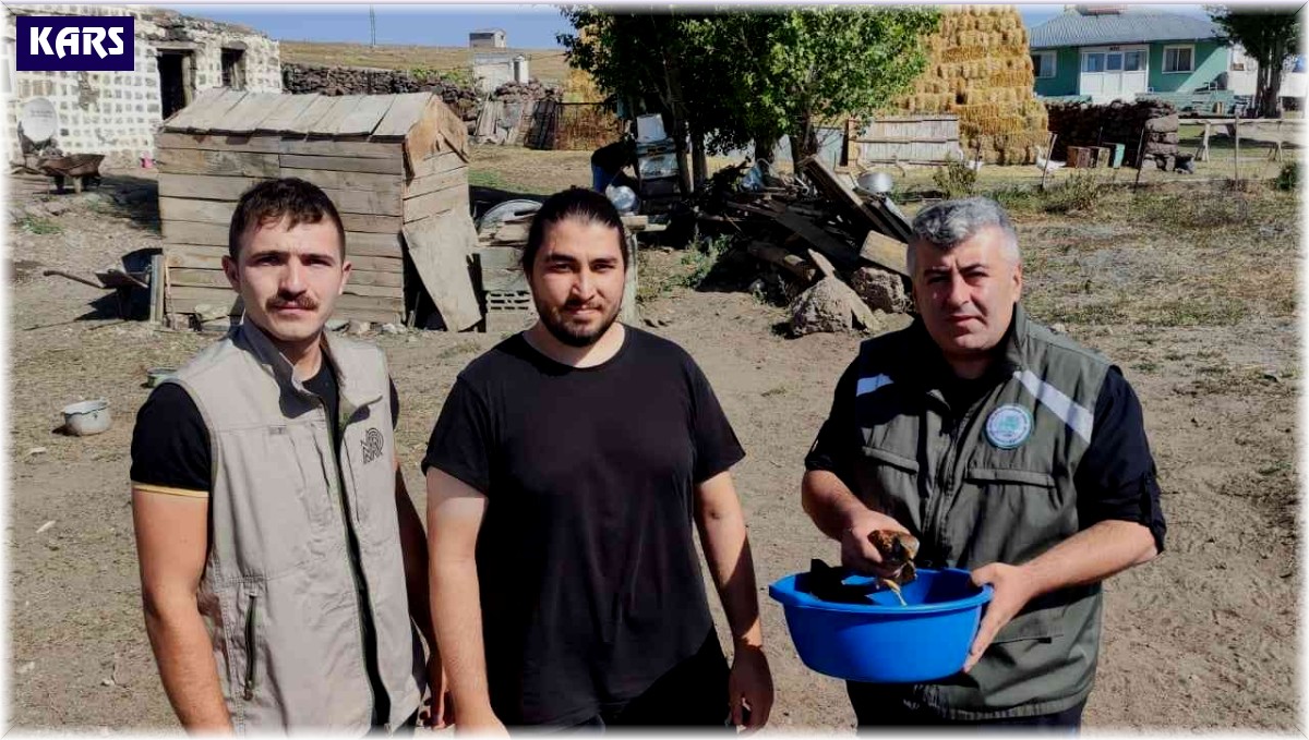 Arpaçay'da bulunan Kerkenez kuşu tedavi altına alındı