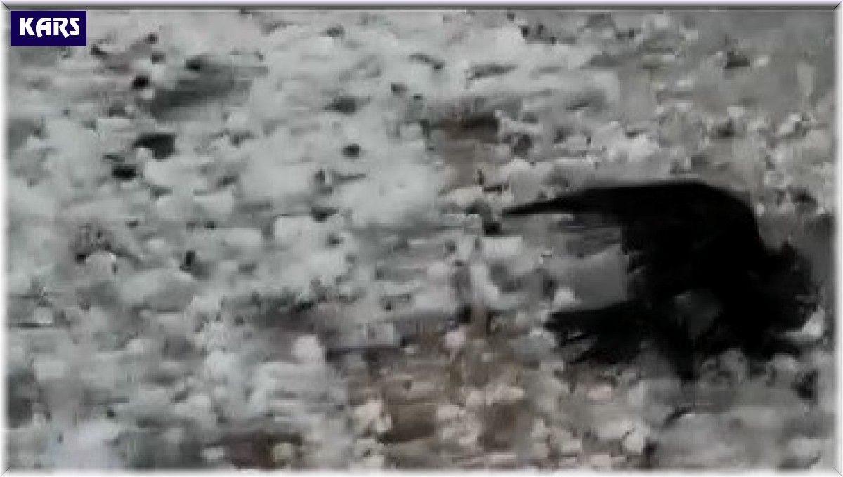 Arpaçay'ı dolu vurdu, çok sayıda kuş telef oldu