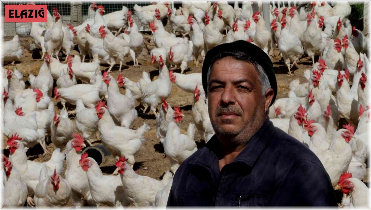 Artan yem fiyatlarına kızdı bin 500 tane tavuğu vatandaşlara ücretsiz dağıtmaya başladı