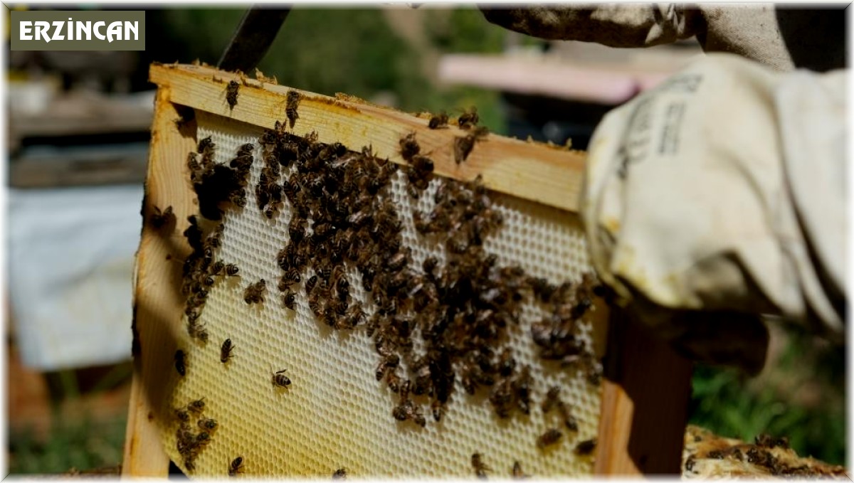 Aşırı sıcaklara karşı arıları koruyun