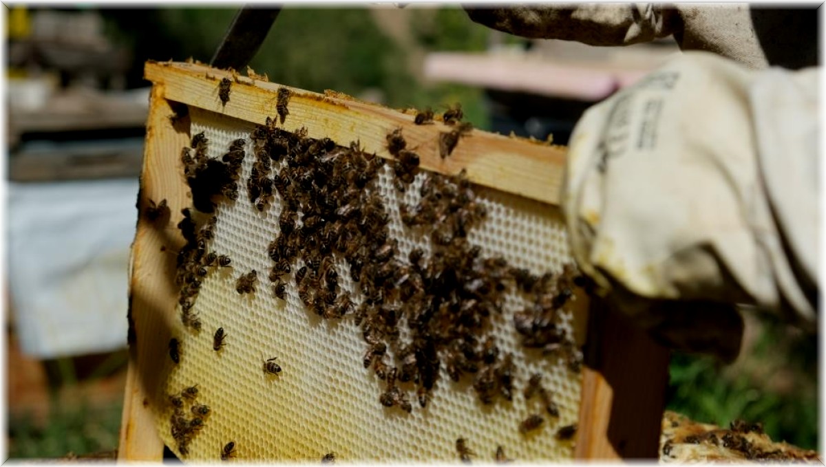 Aşırı sıcaklara karşı arıları koruyun