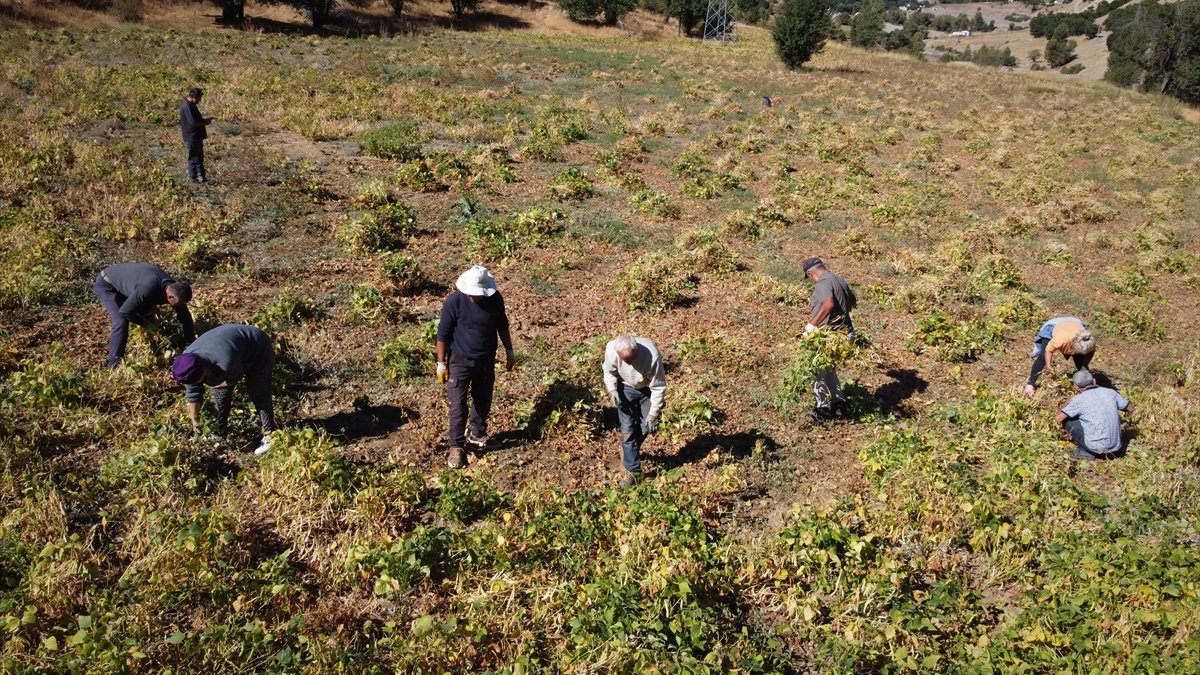 Asırlık ata tohumuyla üretilen Yedisu horoz kuru fasulyesinde rekolte katlanıyor