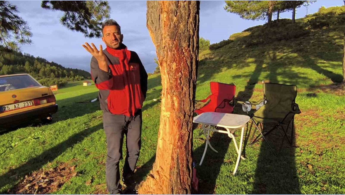 Asırlık çam ağaçlarına çıra darbesi