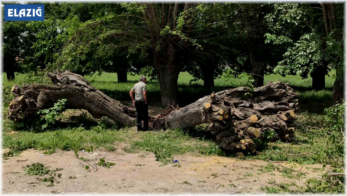 Asırlık dut ağacı ortadan ikiye ayrılıp devrildi