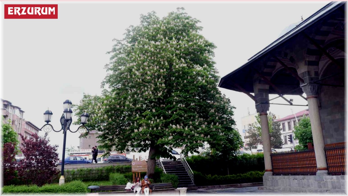 Asırlık kestane ağaçları çiçek açtı