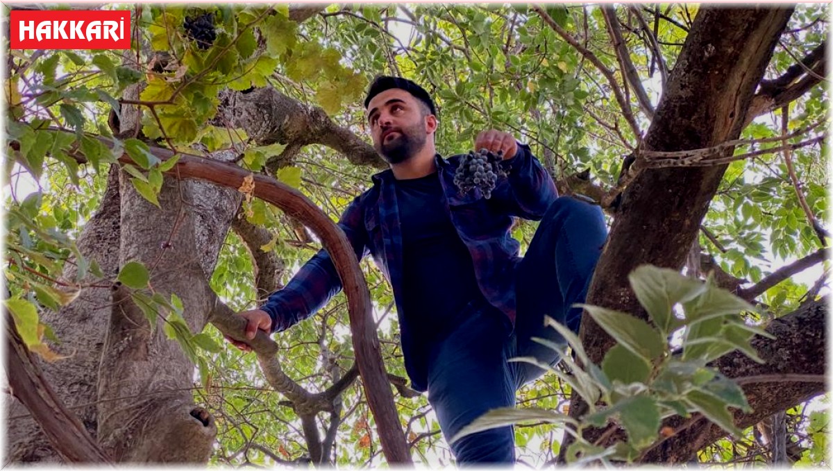 Asırlık üzüm ağacı verimi şaşırtıyor
