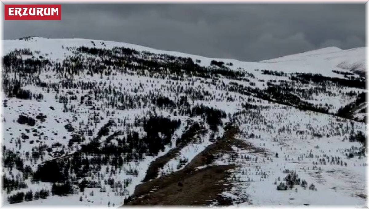 Aşkale bahar mevsiminde beyaza büründü
