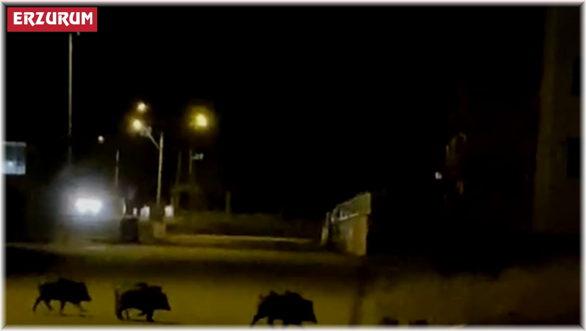 Aşkale'de aç kalan domuzlar ilçe merkezine indi