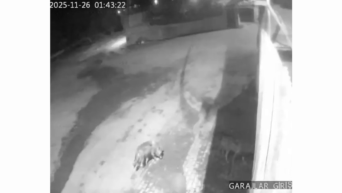 Aşkale'de aç kalan kurtlar köye indi