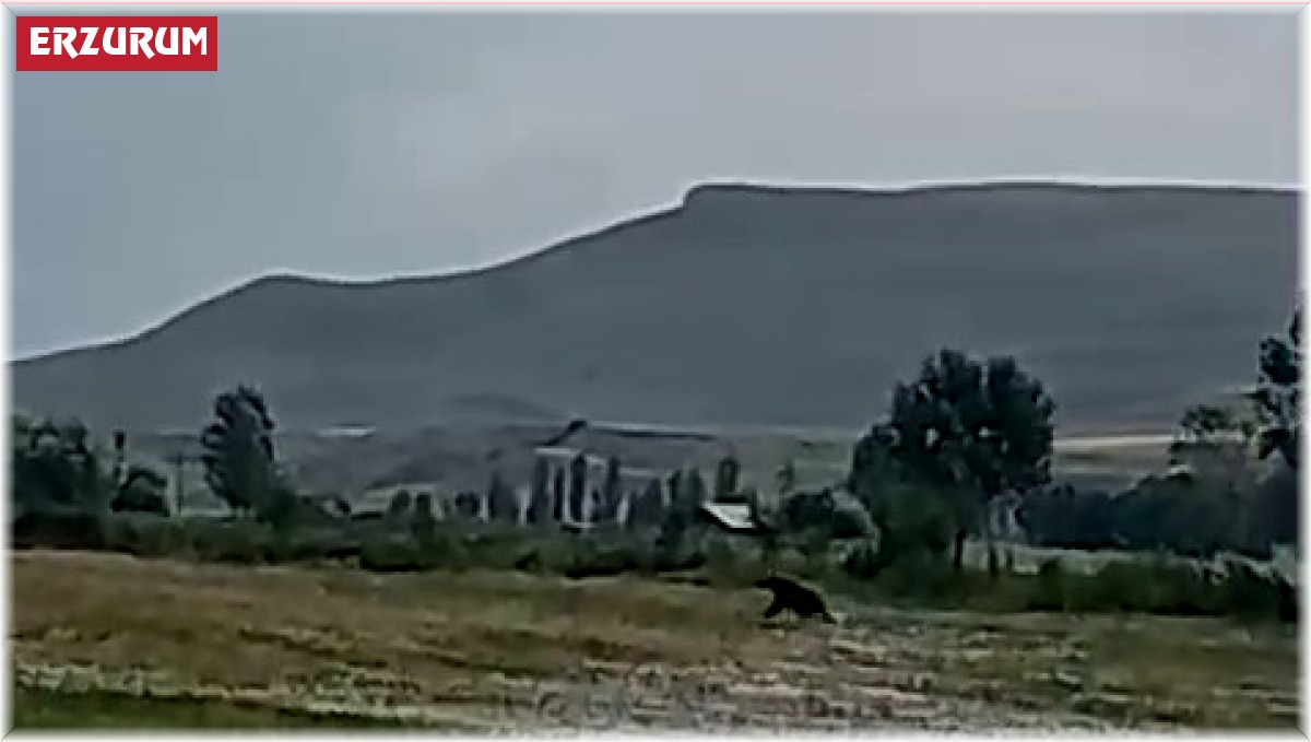 Aşkale'de ayılar çiftçileri korkutuyor