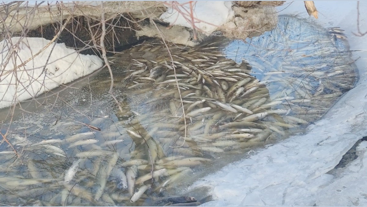 Aşkale'de balık ölümleri