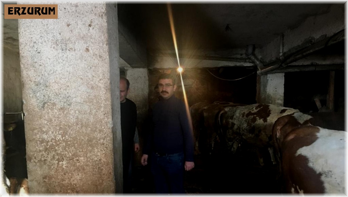 Aşkale'de hayvan hastalıkları inceleniyor