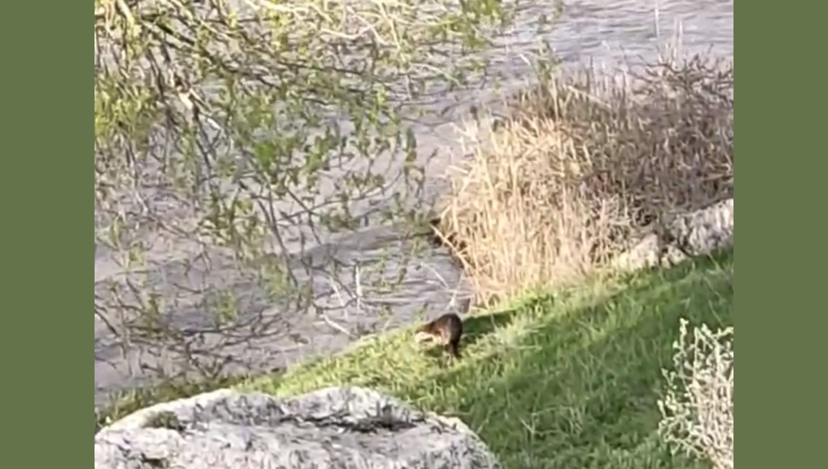 Aşkale'de su samuru görüntülendi