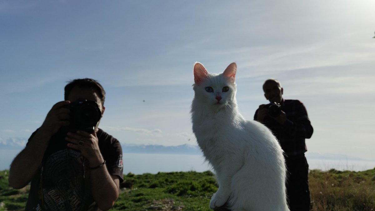 Astronot Rubins'e hediye edilecek Van kedisi Çarpanak Adası'nda podyuma çıktı