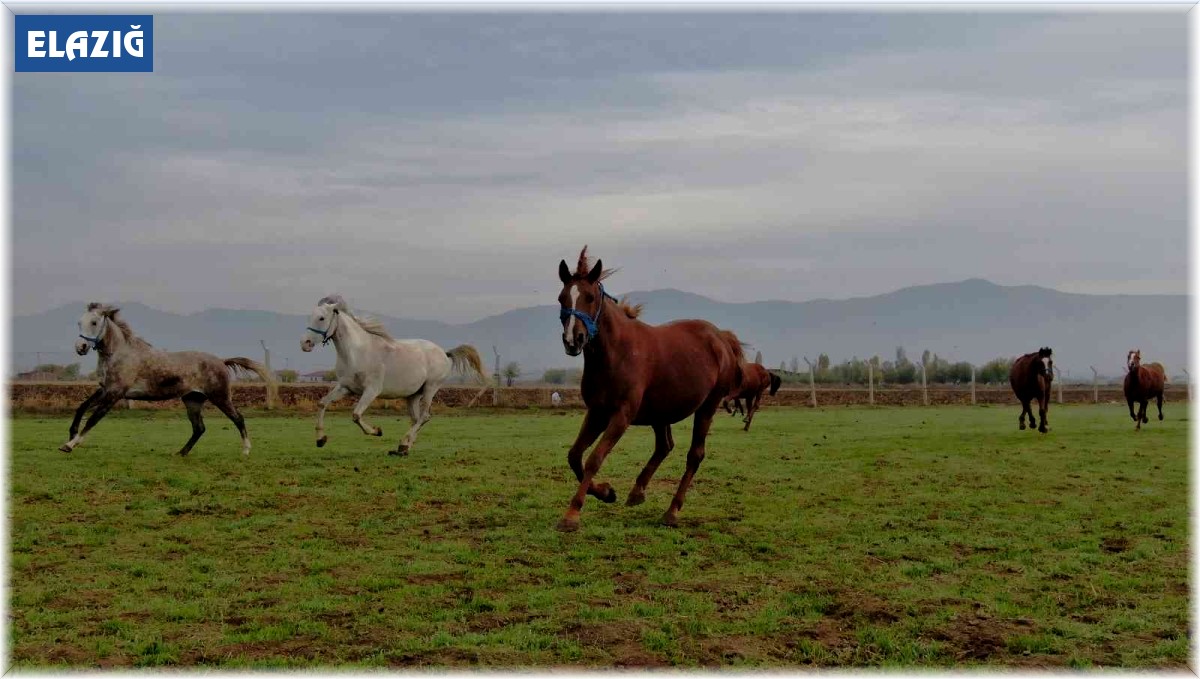 At yarışı kariyerinde 'Bold Pilot' bile ona yanaşamadı