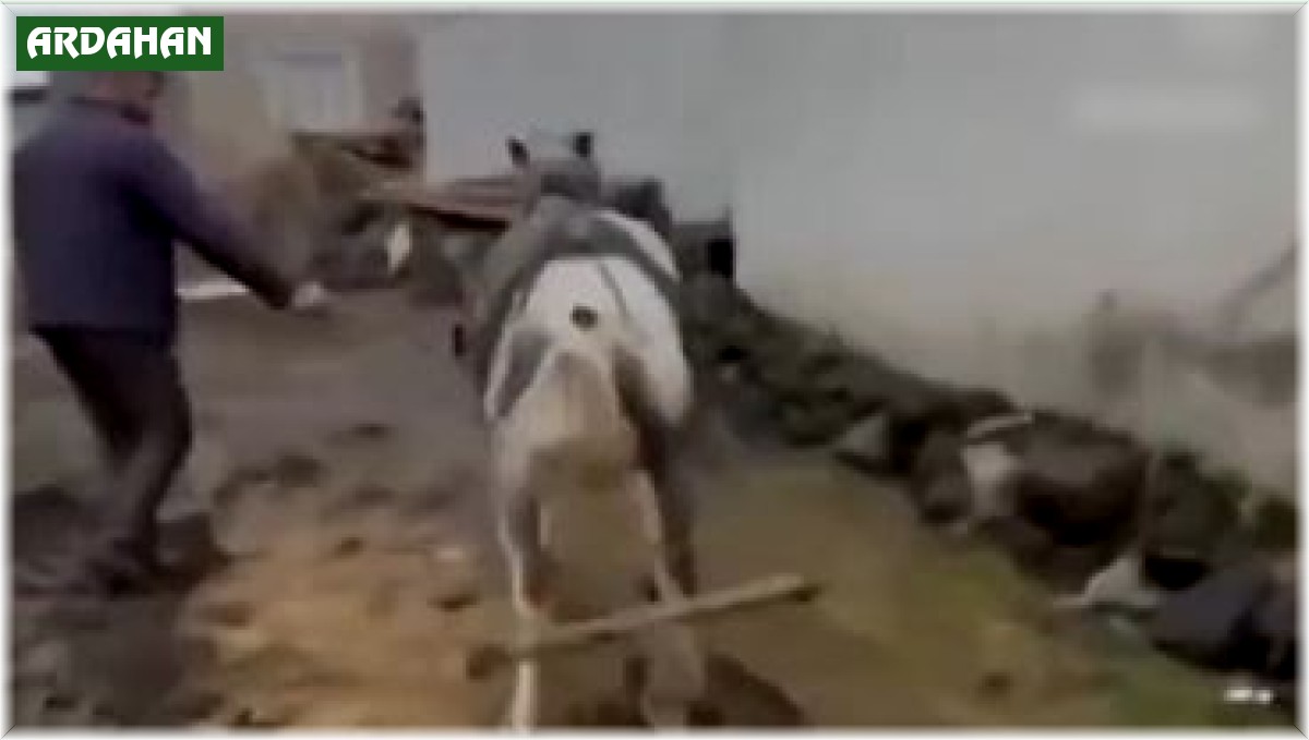 Ata eziyet eden kişilere ceza kesildi