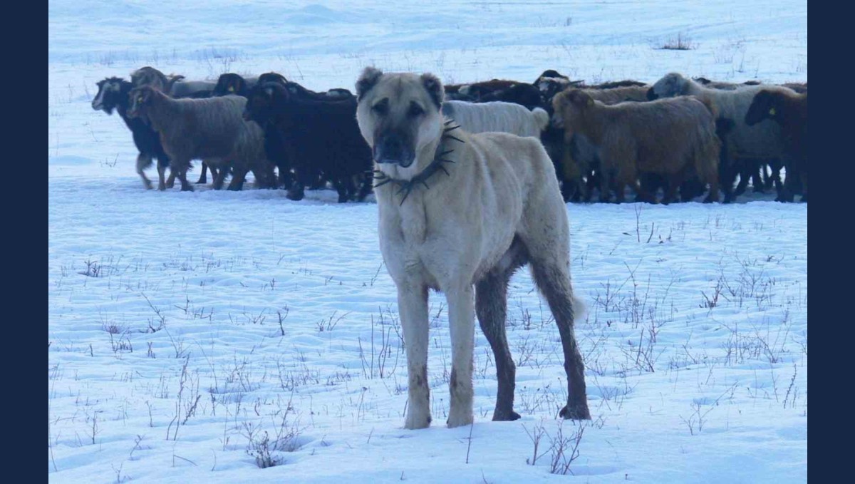 Atatürk'ün onayıyla Erzurum'dan okyanusu aşan köpekler